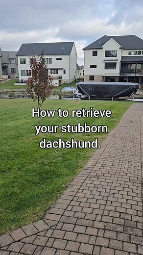 Every neighborhood needs that one crazy dog mom. Hi it's me! 🙋🏼‍♀️ #dachshund #wienerdog #howto #funnydog #dogtips #itworks #tryit #doxie #dogmom | Morgan, Rolo, & Pebbles