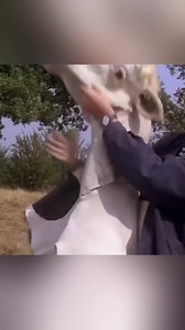 The cow mask plan went wrong. #movieclips #movierecaps #movierecap #spoileralert | Flick picks clips