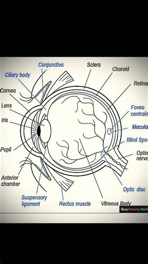 draw humen eye diagram .easy trick