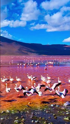 The Lake of Pink Flamingos That Turns Animals to Stone