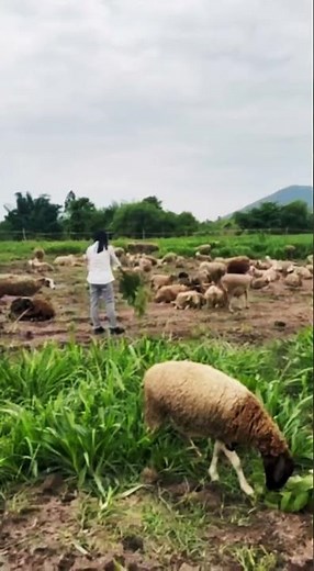 Sheep Feeding Times || Sheep Farm #animals #farming #sheep