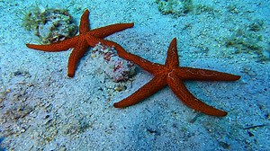 LJUBAV ❤️ - Kako opisati ljubav ispod mora a bez riječi? - Uživajte u par sekundi nevjerojatne prirode..🥰 Slobodno podijelite ukoliko želite. ❤️ | Velimir Vrzić Underwater Explorer