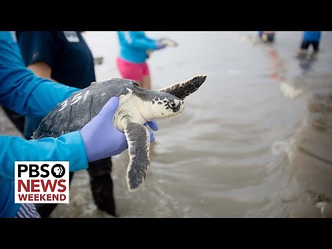 Dozens of endangered sea turtles released off the coast of Georgia