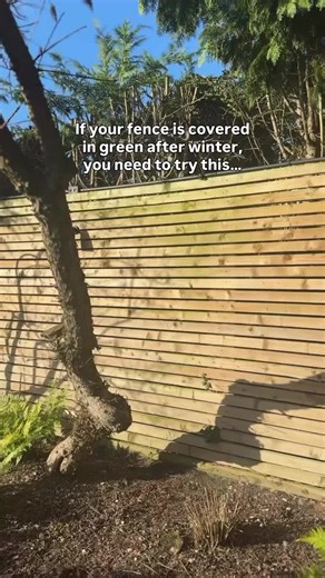 Just spray it on and forget about it, no scrubbing needed. After a few days the algae disappears (sometimes even sooner). If you want a link to the one I used tap the basket icon on the screen.