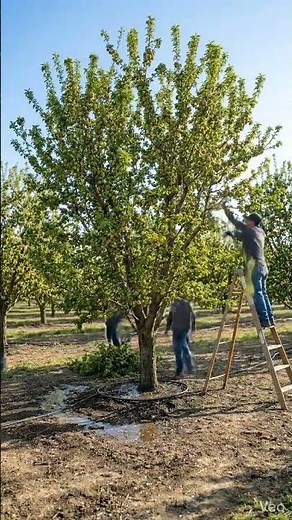 Plum Tree Timelapse: From Tiny Sapling to a Tree Full of Ripe Plums