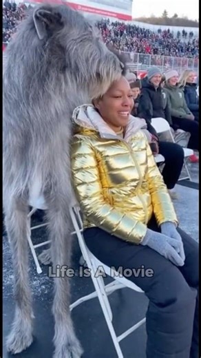 The Arena Where The Dogs Decide | Dogs Choose Their Human - Aidoption event