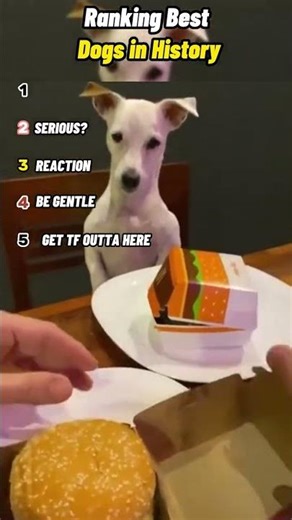 Ranking best dogs in history #shorts