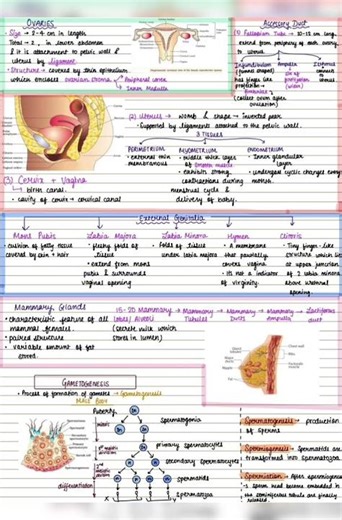 #Hbse Human reproduction class-12 Biology short notes#