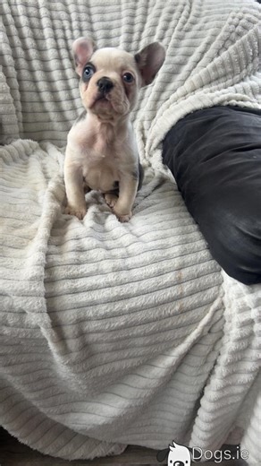 EABKC reg female French Bulldog puppy with great lines for sale in Laois