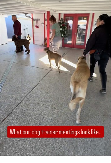 We always incorporate our board and train students into our dog trainer and pet care meetings. This meeting was hosted at our dog training facility in Colorado.