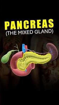 Pancreas and its Hormones | #reels #medico #biology #medicos