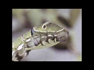 Swallowtail Butterfly: A Stunning Metamorphosis - From Caterpillar to Butterfly Wings
