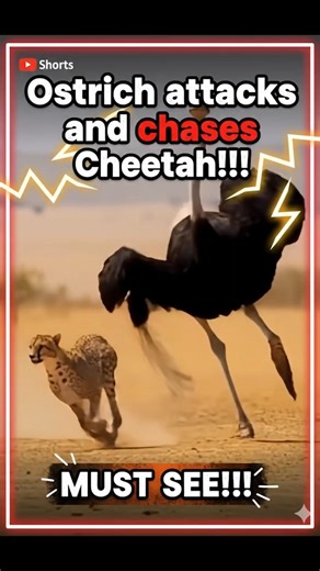 Ostrich and Cheetah Encounter in the Wild