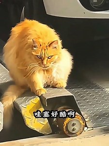 This Cat Thinks It's a Lion 🔥