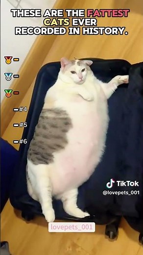 THE ARE THE FATTEST CATS EVER RECORDED IN HISTORY 🤣