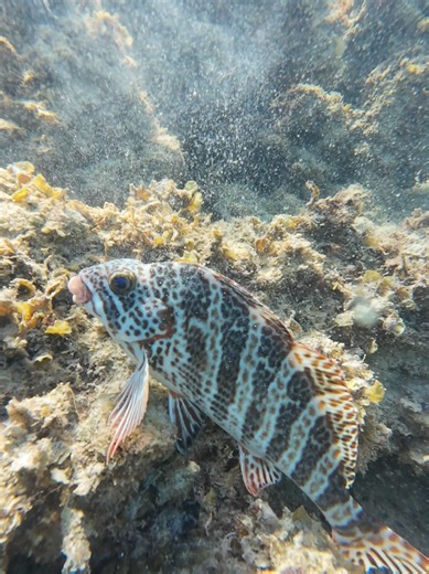 4K | fish eating coral #waves #calm #shipwreck #underwaterperth #snorkellingperth
