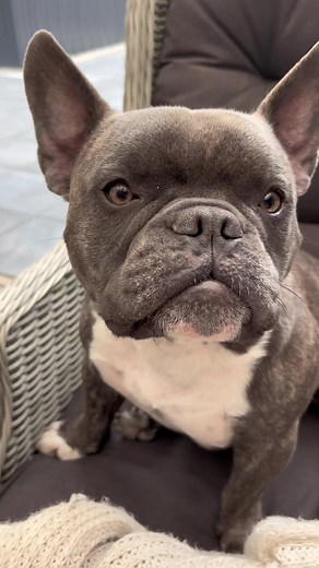 No way!!!! #exoticbully #bully #tommythebully #doglife #lovedog #lifeisbetterwithadog #bullydog #tommy #sumner