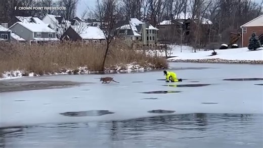 Crown Point Fire Department rescues deer from ice: VIDEO