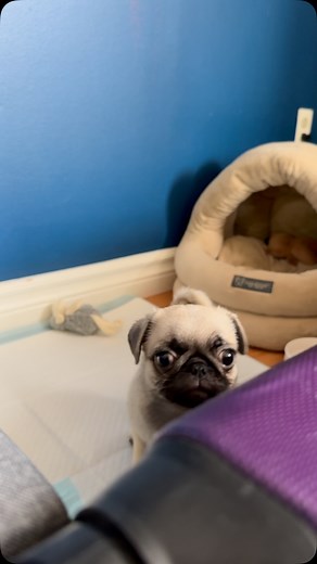 When it’s potty time, but you just wanna play… #puppiesofinstagram #pugsofinstagram #puppylove #puglover #puppy #puppies #puglove #pikachu #puglife #pugloversofinsta | Pikachuthepug