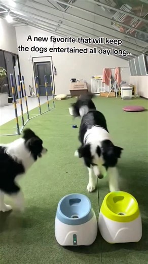 Paw Essential 🐶 | 🎾 Endless fetch, zero effort. This auto ball launcher keeps your pup active and entertained — indoors or outdoors! Designed for nonstop... | Instagram