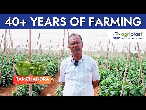Capsicum Farming Under Shade Nets | Agriplast Success Story