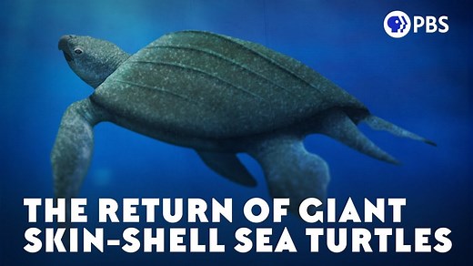 The Return of Giant Skin-Shell Sea Turtles The biggest turtle ever described wasn’t an ancestor of today’s leatherback turtles or any other living sea turtles. But it looks like there are some things about being a giant, skin-shelled sea turtle that just work, no matter where, or when, you lived. Watch more videos like this at youtube.com/eons | Eons • PBS