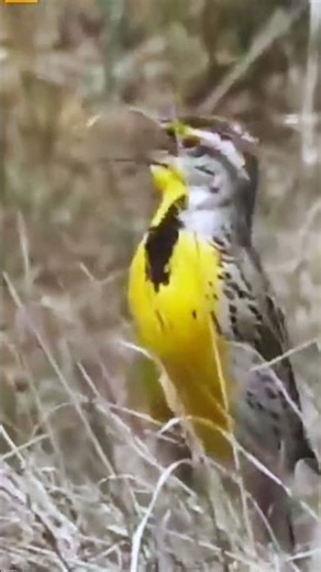 WESTERN MEADOW LARK‼️ BERSUARA MERDU ✅✅