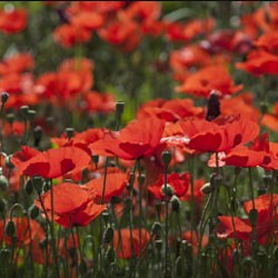 2026 Anzac Day AFL Packages | Travel & Sports Australia