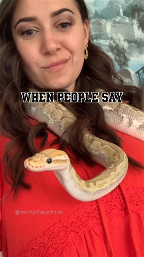 Monty the Python | Every snake owner gets this question 🐍 ❤️ #montythepython #ballpython #cutesnake #trendingaudio #snakesofinstagram #fyp #reels #monday... | Instagram