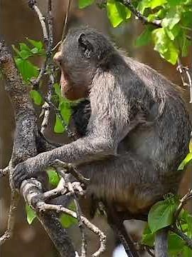 So Adorable Wildlife Baby Monkey #babymonkeys #entertaininganimals #animals