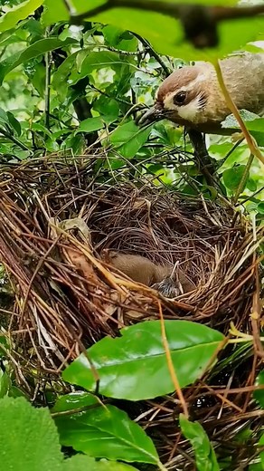 #birdfeeding #birds #bird #nature #birdwatching #birding #birdsofinstagram #birdphotography #birdlovers #birdfeeders #birdfeeder #backyardbirds #wildlife #birdphotos #birdfood #naturephotography #wildlifephotography #photography #birdshot #daily #birdhouses #of #birdstagram #wildbirdsunlimited #birdtoys #birdfeed #feedthebirds #birdspotting #birdssinging #birdflying | Bird Life2 | Facebook