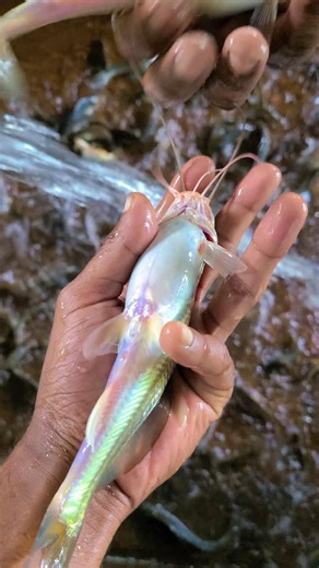 Successful Breeding Preparation | Egg-Filled Gulsha Fish Placed in the Breeding House🐟 #shorts
