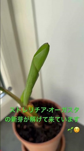 #ストレリチア #オーガスタ #ニコライ #新芽 #観葉植物 #植物のある暮らし #strelitzia #nicolai #houseplants #lifewithplants