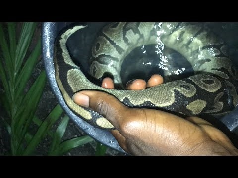 How to prepare and cook python snake meat