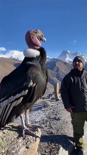 Diply Official on Instagram: "Face to face with a giant from another time 🦅"