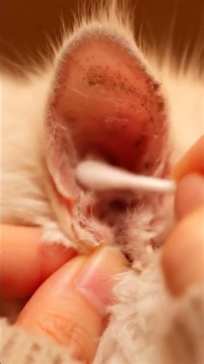 Satisfying Ear Cleaning ❤️ | Calm Grooming Glow-Up