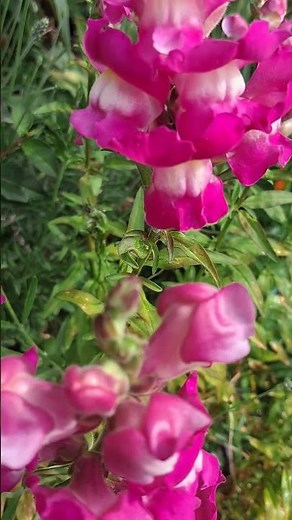 These pink snapdragons are stunning 😍 #gardening #flowers #pinkflowers