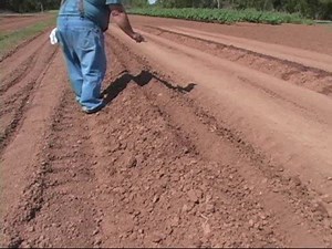 Vegetable Garden Fall Garden - Part 3