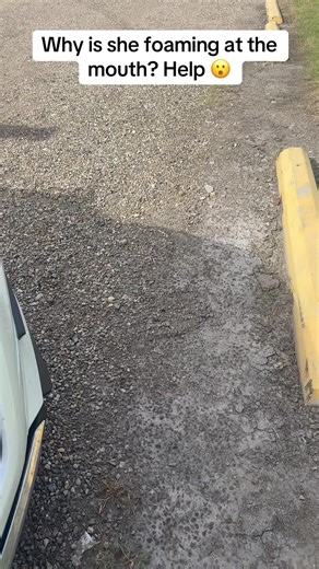 Vet Tech Insights: Understanding Dog Foaming at the Mouth