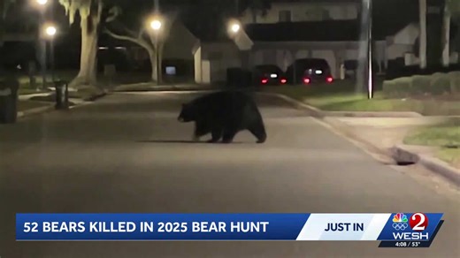 FWC reveals Florida's black bear hunt results following controversy