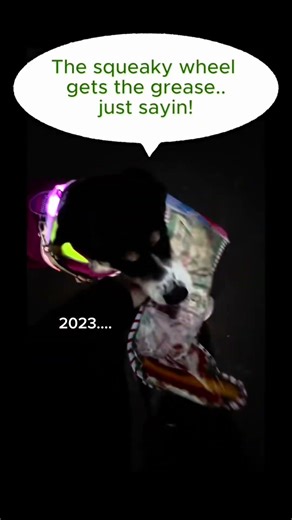 An annual repost with new years added 🐾Same neighbor, same nightly walk, same happy girl #shorts