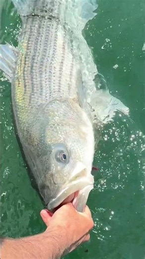 First Striped Bass EVER! Andy's Reaction Says it all!
