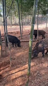 Poin lagi babi hutan terbesar | Mahadir