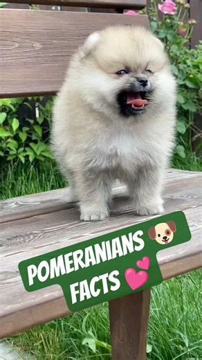 Think You Know Pomeranians?🐶 These Facts Will Shock You!😃🐾