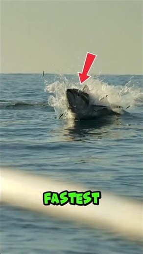 Ocean’s Fastest Fish