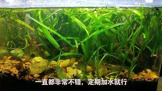 无过滤生态鱼缸，水质长期保持清澈的秘密，古法养鱼怎么保持水
