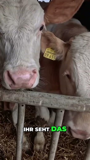 Hof-Ausmisten: Neue Tiere, neue Mist-Herausforderung! #shorts