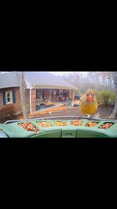 2/16/26 - Beginning to sound like springtime with the birds chirping 🌸🌺 #springvibes #Spring2026 #birdlovers #chirpingbirds | Robin Muncus Thomas