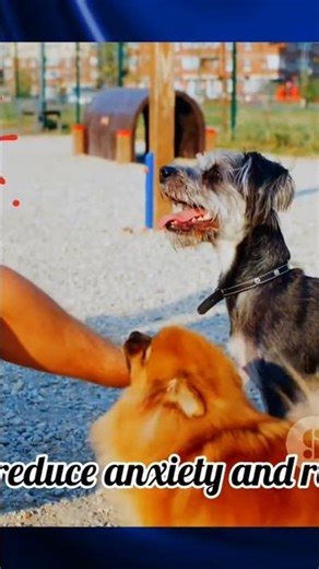 Calm Your Dog Instantly With These Methods