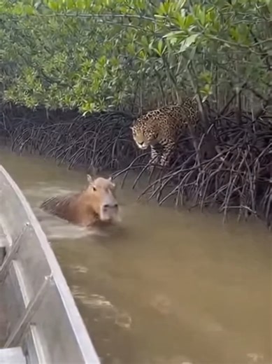 Capibara Escapa del Jaguar en Tensión Salvaje